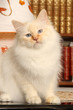 jolie frimousse du jeune sacré de Birmanie assis