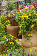 Different flower pots in a green house in spring time Different flower pots in a green house in spring time