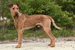 Irish Terrier