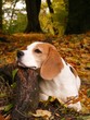 Beagle lying on the ground and resting its head on the tree root