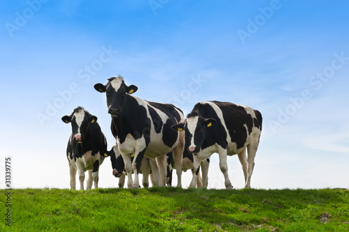 Foto: Cows on on farmland Cows on on farmland