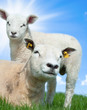Mother sheep and her lamb in spring Mother sheep and her lamb in spring
