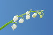 muguet 3, 1 er mai