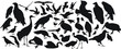 birds