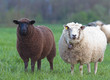 black and white sheep