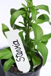 Stevia Süßkraut  Heilpflanze natürlicher Süßstoff