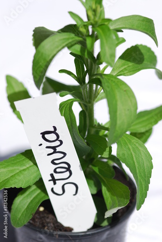 Foto: Stevia Süßkraut Heilpflanze natürlicher Süßstoff Stevia Süßkraut Heilpflanze natürlicher Süßstoff