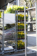 daffodil at flower market