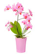 Phalaenopsis orchid in full bloom Phalaenopsis orchid in full bloom