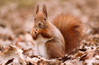 Photo: Little cute squirrel on the leaves Little cute squirrel on the leaves