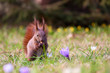Photo: Squirrel amongst flowers in the grass Squirrel amongst flowers in the grass