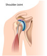 Shoulder joint, eps8
