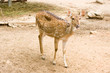 Sika Deer in Thailand