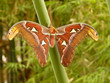 Tropische Schmetterlinge bunt und schön