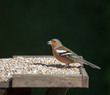 Chaffinch male