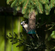 Great Spotted Woodpecker