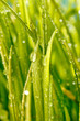 grass with water drops