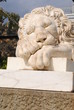 Photo: sleeping lion sleeping lion