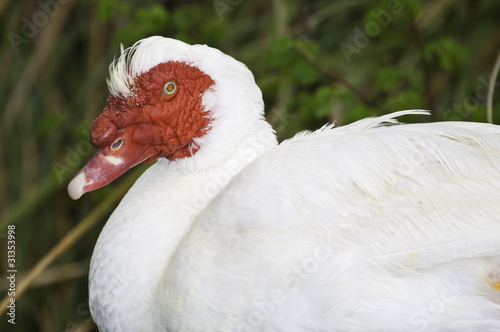 Photo: Oca Oca