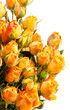 beautiful roses