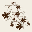Grape vine. Vector illustration.