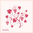 Grape vine. Vector illustration.