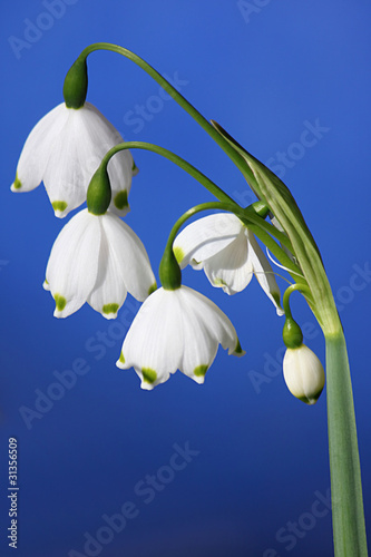 Foto: Märzenbecher Märzenbecher