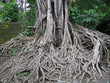 roots of an old tree