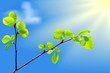 Vector branch of green beech leaves.Eps10 Vector branch of green beech leaves.Eps10