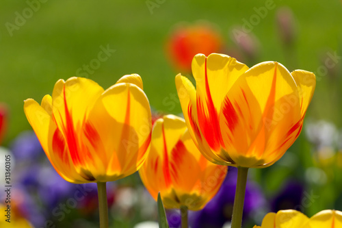 Photo: Yellow Tulips in closeup view Yellow Tulips in closeup view