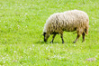sheep on meadow, Bosnia and Hercegovina
