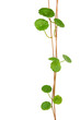 gotu kola