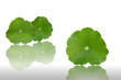 gotu kola