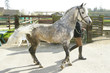 Étalon pour Saillie sur Poney Commemara Étalon pour Saillie sur Poney Commemara