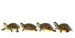 Turtle family on parade