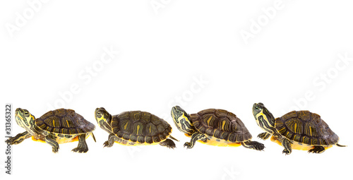 Photo: Turtle family on parade Turtle family on parade
