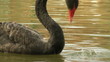 swan and frog