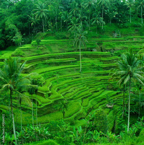 Foto: rice terrace rice terrace