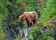 Grizzly Bear in the Wilderness
