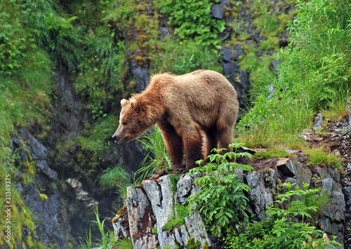 Photo: Grizzly Bear in the Wilderness Grizzly Bear in the Wilderness