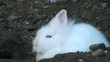 white rabbit