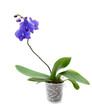 Blue orchid