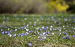 Green grass