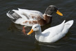 Ducks - Pair