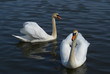 The white swans