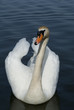 Wite swan