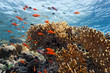 Shoal of anhthias fish on the coral reef