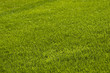 Lawn in spring Lawn in spring