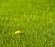 A single dandelion on a perfectly mowed lawn A single dandelion on a perfectly mowed lawn