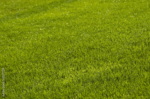 Photo: Lawn in spring Lawn in spring